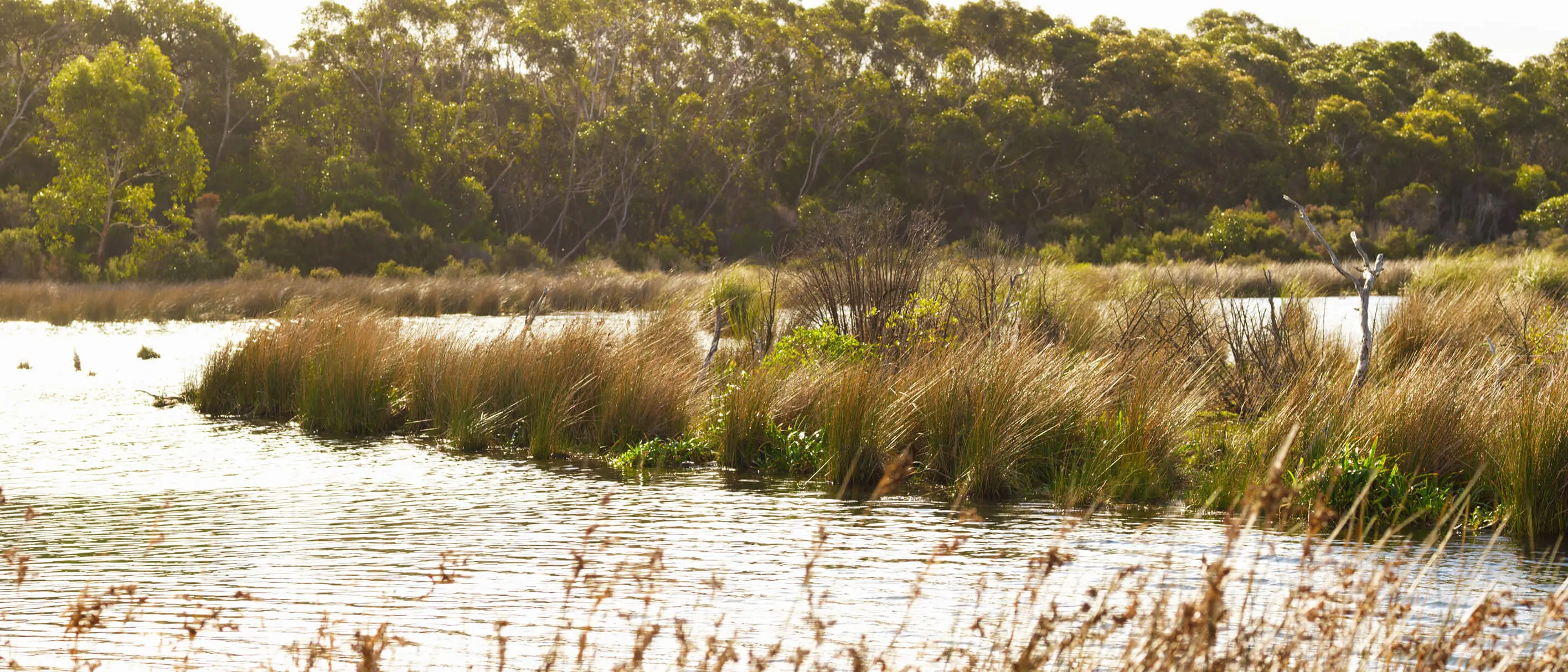 A river bank with grass and reeds in the foreground and a woodland in the background.